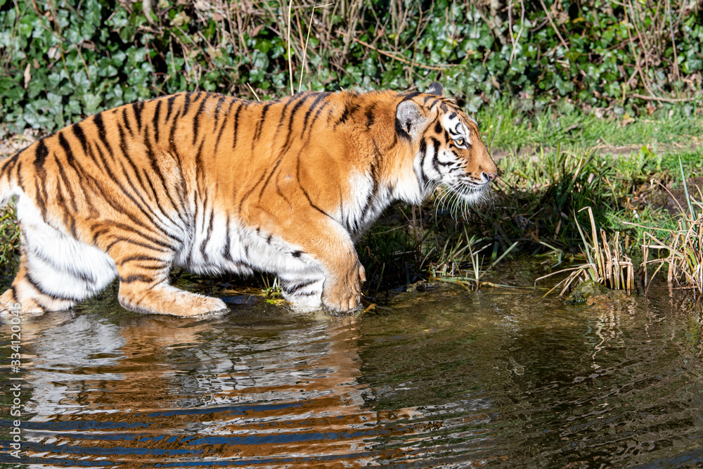Tiger schleicht durchs Wasser Tiger schleicht durchs Wasser