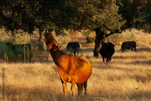 Vaca ramoneando en una dehesa de Extremadura. photo