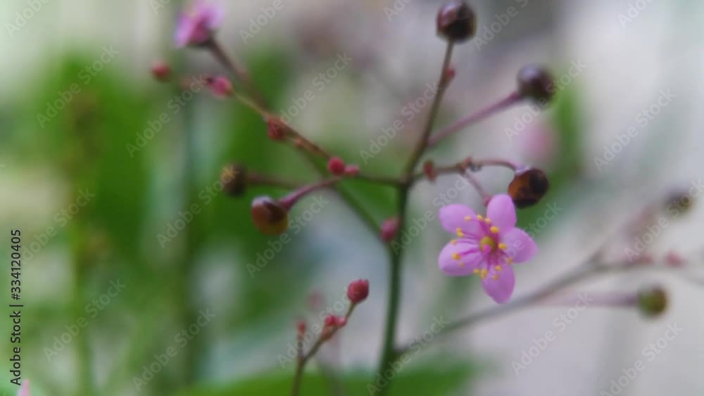 Talium paniculatum is a succulent subshrub in the talinaceae family that is native to much of north and sount america, close up Talium paniculatum is a succulent subshrub in the talinaceae family that is native to much of north and sount america, close up