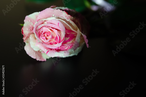 beautiful white and pink rose with water drops lies on a black background with copy space