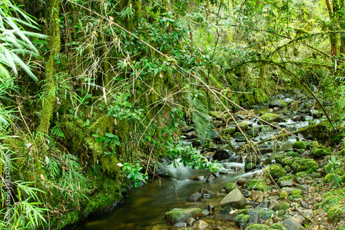 parque nacional Alerce costero, ubicado en Chaiguin, región de los lagos, Chile.