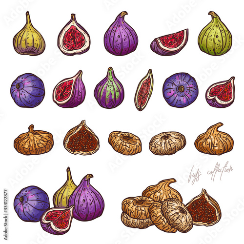 Bundle of sketch hand drawn ripe and raw fig, dried exotics fruits. Vector doodle colorful illustration of super food