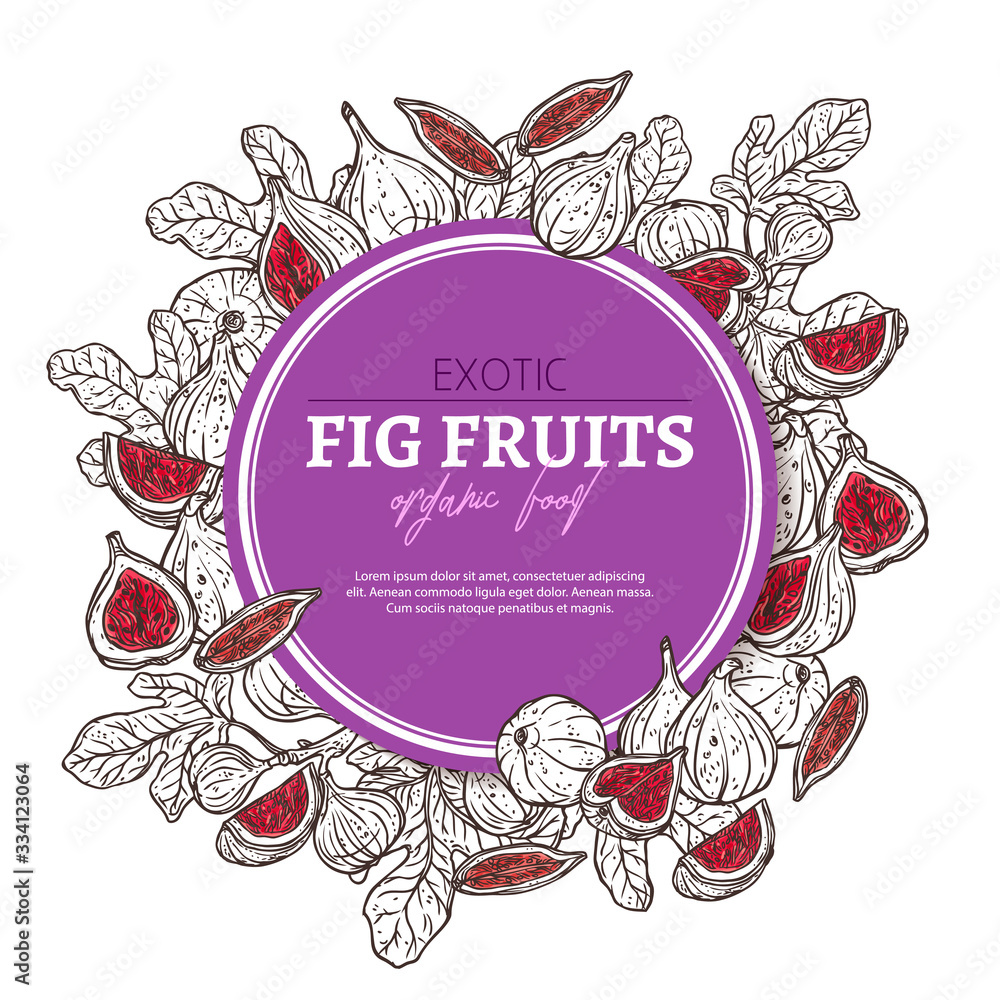 Fig sketch background. Round banner design template. Vector hand drawn doodle illustration. Exotic fruits
