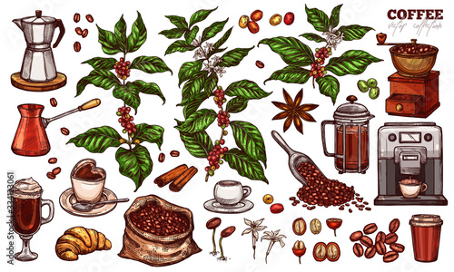 Coffee vector sketch set. Hand drawn colorful isolated illustration of coffee tree branches and plants with different objects and elements
