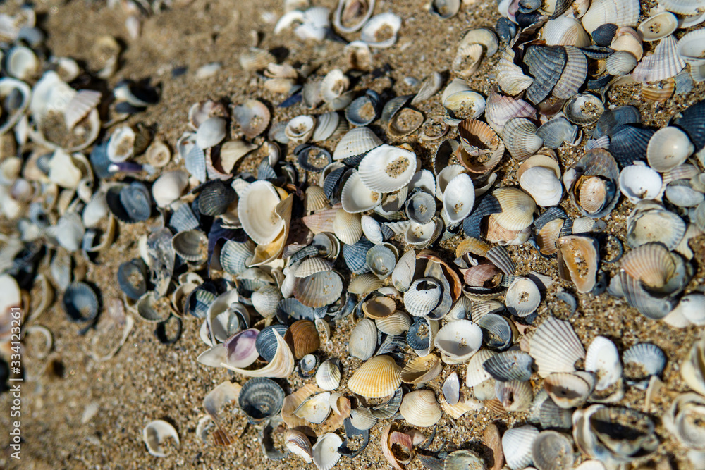 Sea shells on sand as background Sea shells on sand as background