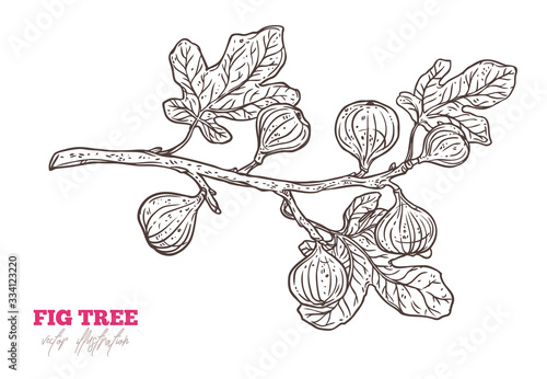 Hand drawn fig tree branch. Doodle vector hand drawn illustration