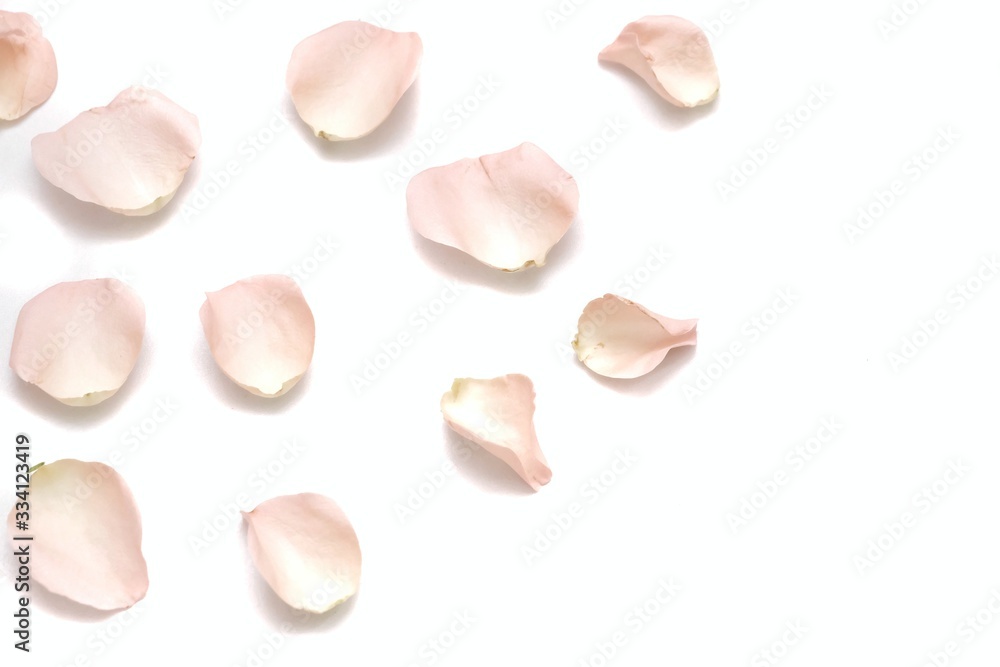 Blurred many sweet pink rose corollas on white isolated background 