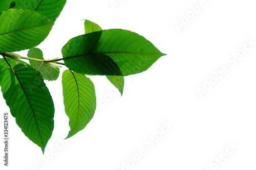 A branch of Kratom leaves with sunlight on white isolated background for green foliage backdrop 