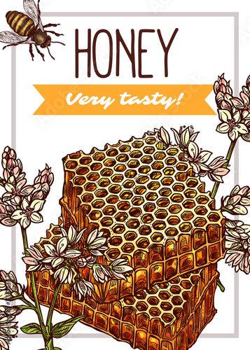 Honey poster sketch design. Hand drawn honeycomb, bee, blossom buckwheat