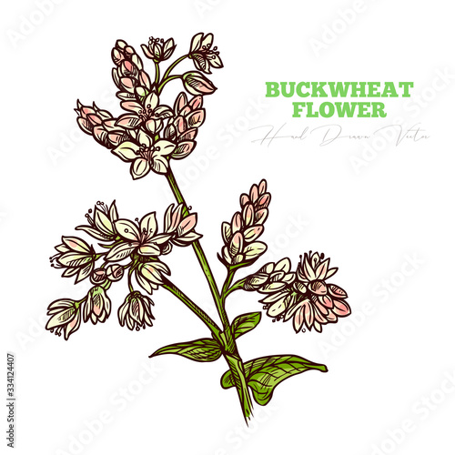 Sketch vector buckwheat flower sprig.  Floral vintage engraving hand drawn style illustration. Honey plant drawing isolated on white background