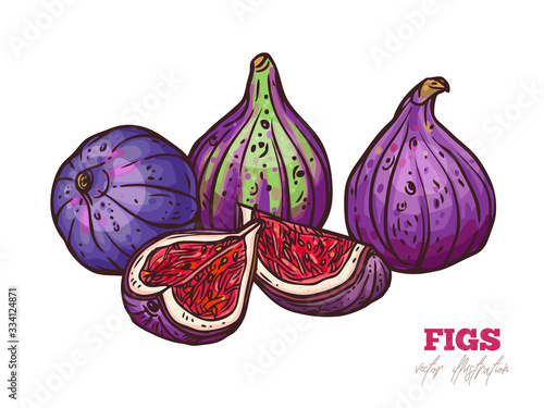 Vector illustration of ripe figs. Doodle hand drawn vector. Sketch group exotic fruits