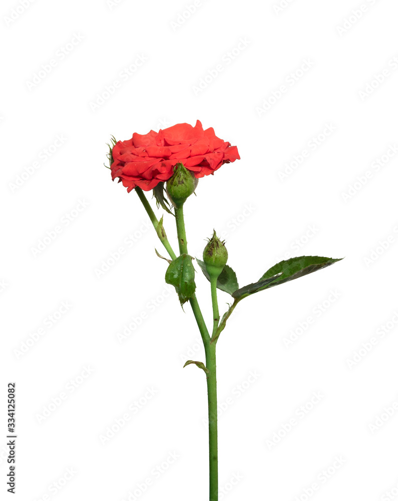 close up red rose isolated on white background close up red rose isolated on white background