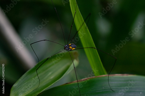 Spider on a leaf photo