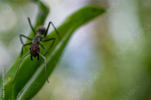 ant on leaf © Matthew