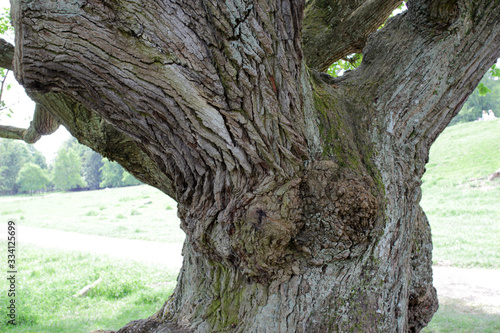Old oak trunk 