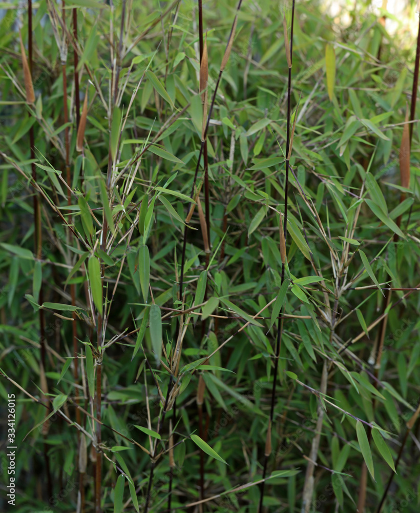 Naklejka premium Bambus Pflanze