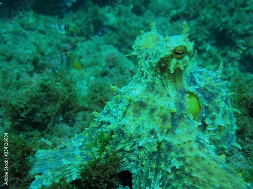 Fotografia pulpo en cala d'or, mallorca