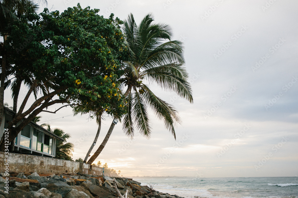 Obraz premium Tropical Sri Lankan beach with coconut trees at sunrise