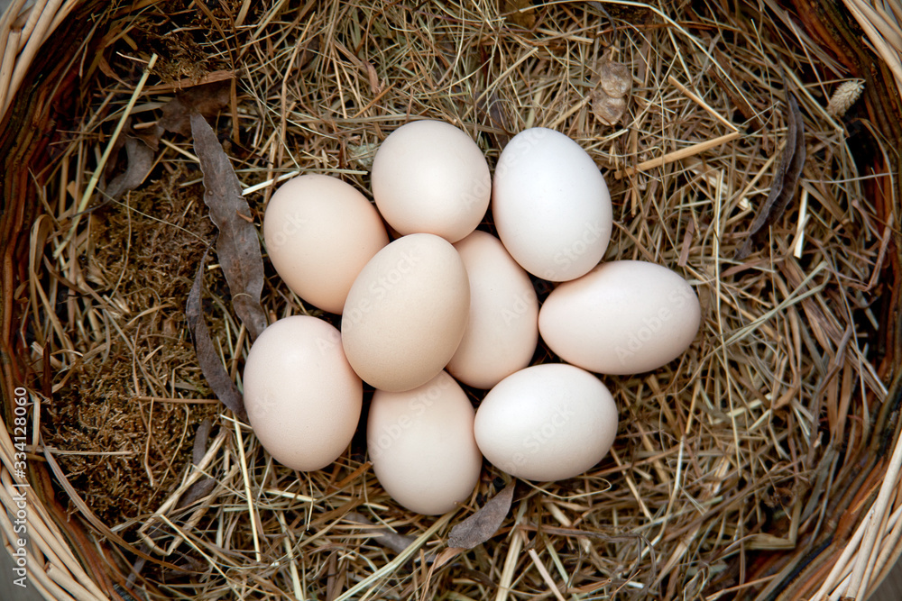 Spring - Fresh Eggs in Nest Spring - Fresh Eggs in Nest