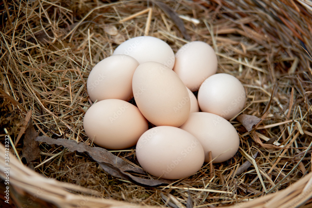 Spring - Fresh Eggs in Nest