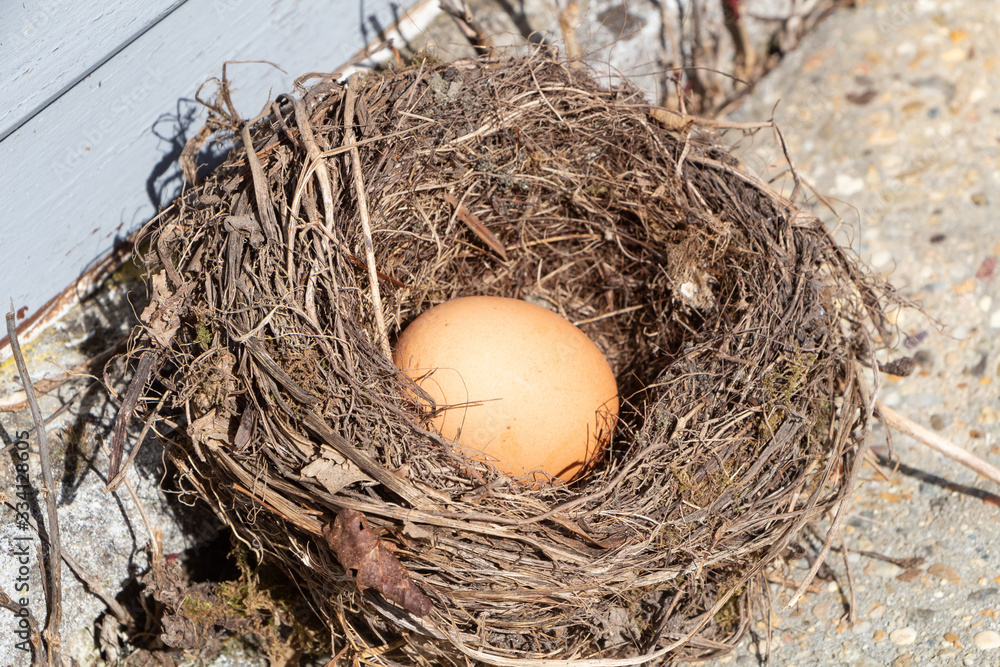 Nest with egg in a garden for Easter Nest with egg in a garden for Easter