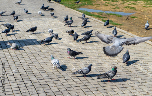 There are dozens of pigeons on the ground. They are eating, fighting, making love and living together.