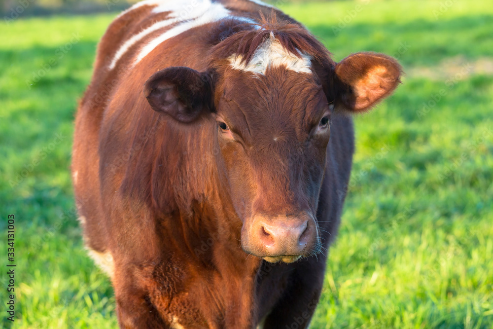 Portrait d'une vache laitière dans un champ à l'herbe verte en France Portrait d'une vache laitière dans un champ à l'herbe verte en France