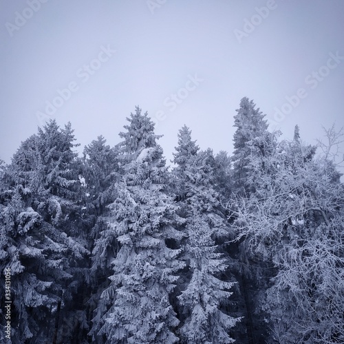 Frosted trees, forest with snow in winter landscape
