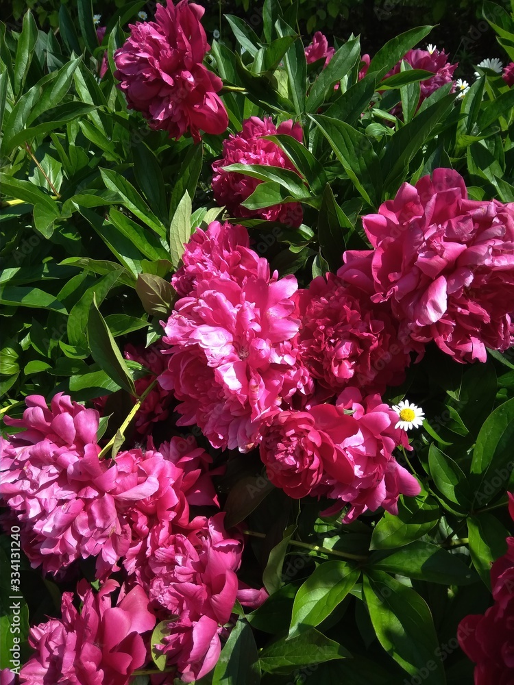 pink flowers in the garden pink flowers in the garden