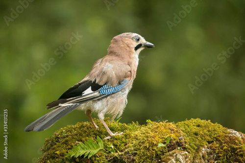 Jay perched on a log in the woods.