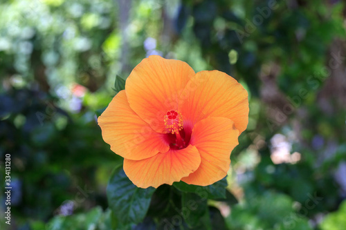 Orange Hibiscus flower growing in summer garden © dmf87