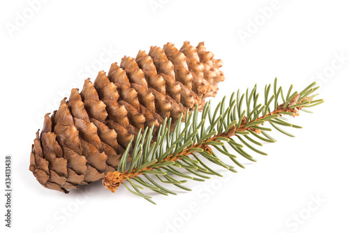 Photography silver fir twig and cone