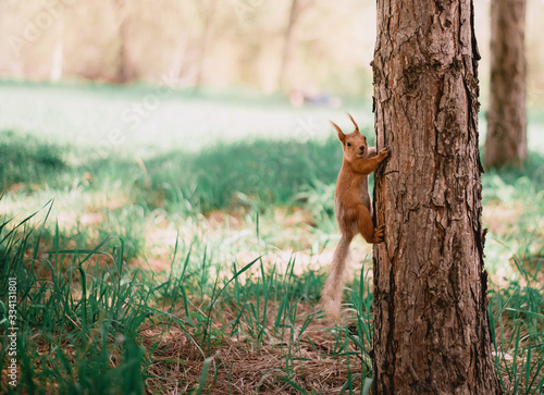 squirrel in the forest © Александра Коробкова