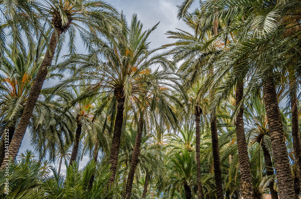 Palm trees in the palm grove of Elche, Spain Palm trees in the palm grove of Elche, Spain