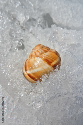 colorful seashell on snow and sparkle ice