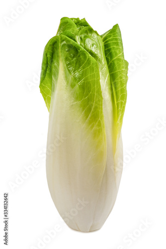 Fresh belgian endive