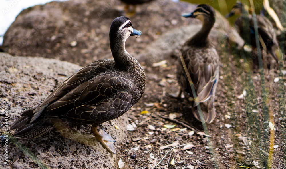 Fototapeta premium Duck looking at other ducks