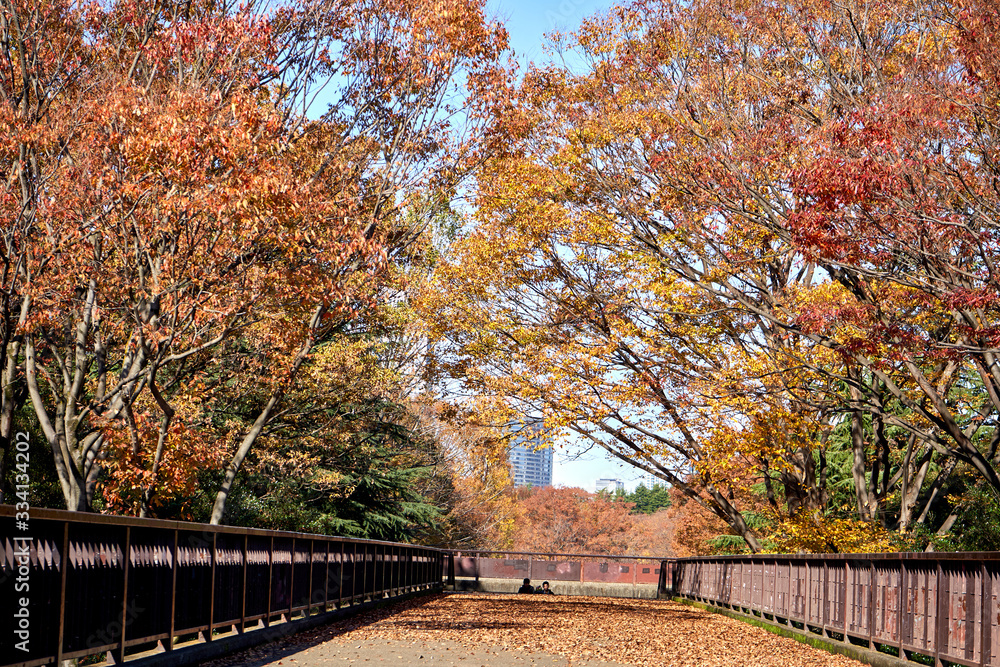 Bridge in city park during autumn