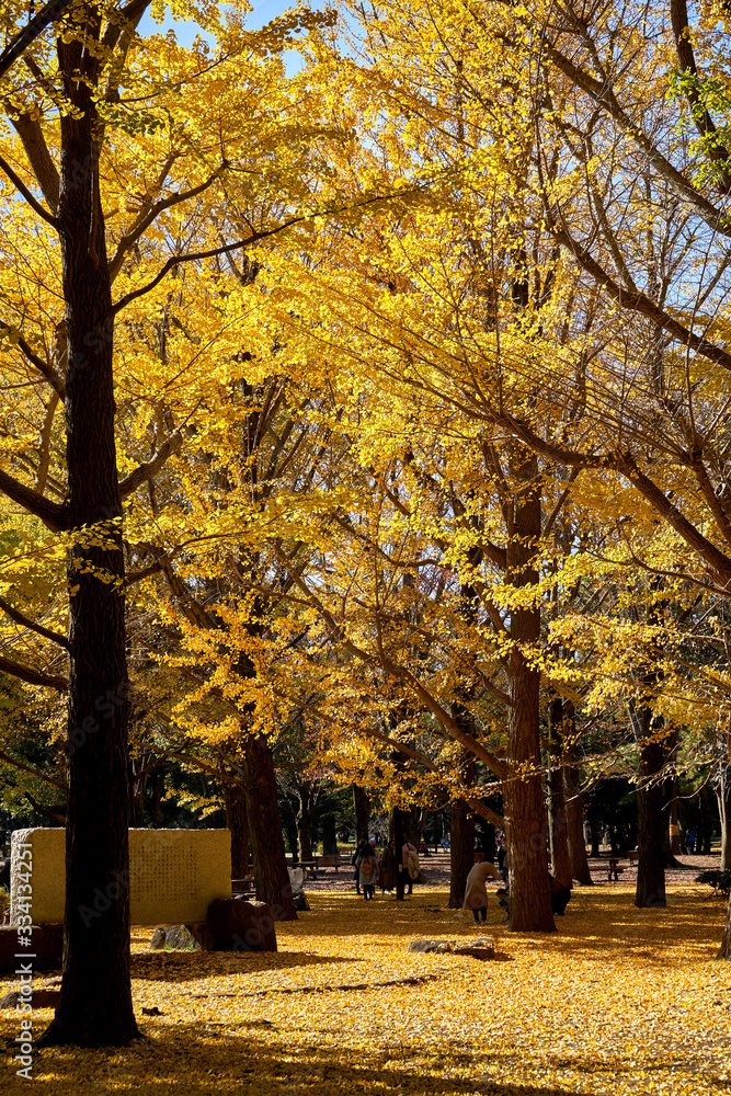 Naklejka premium Yellow trees on sunny day in the park