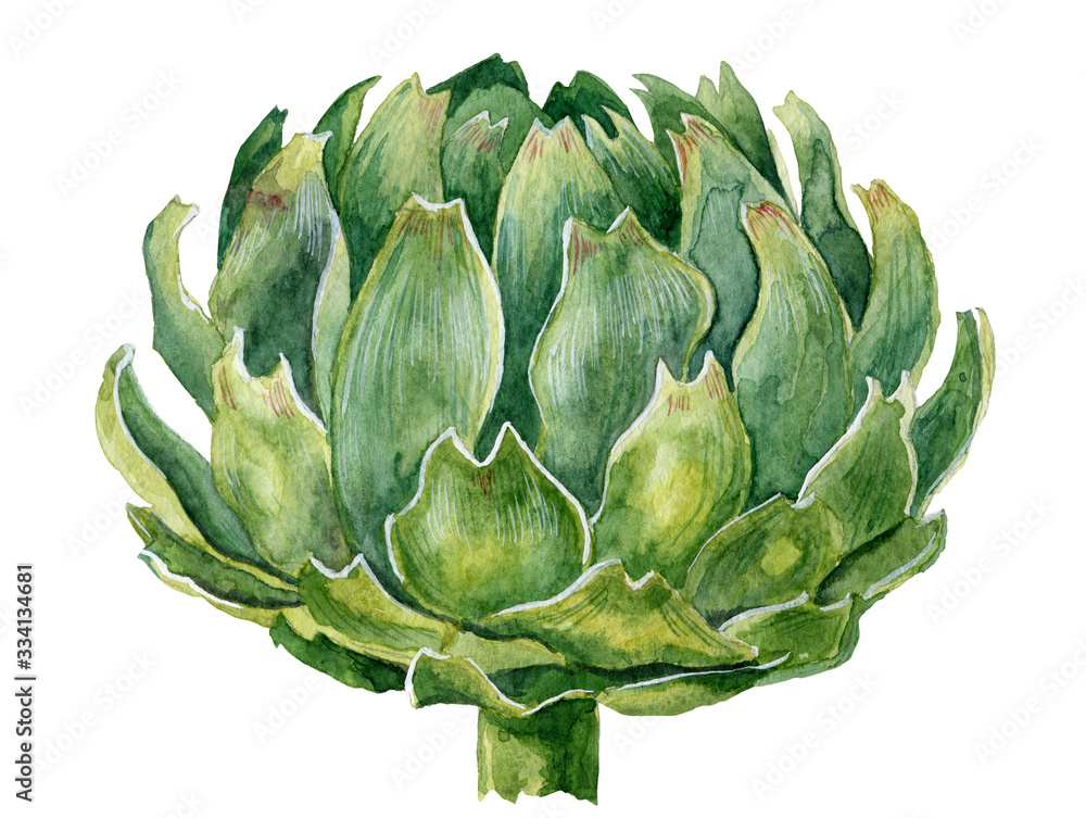 Fototapeta premium Watercolor green artichoke