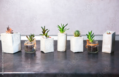 Soft focus photo. Tiny succulents in concrete plant holders in kitchen. Small cactus and moss in handmade vases of different shapes. Stylish and eco friendly planters.