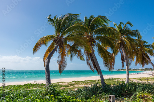 Fototapeta Naklejka Na Ścianę i Meble -  Palm trees and Caribbean sea