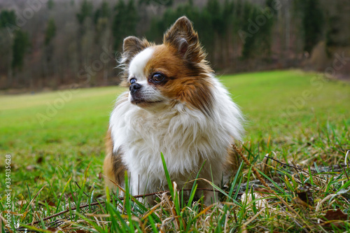 Chihuahua auf Wiese