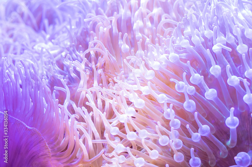 Fototapeta Naklejka Na Ścianę i Meble -  Beautiful sea flower in underwater world with corals  and fish. Nature background.