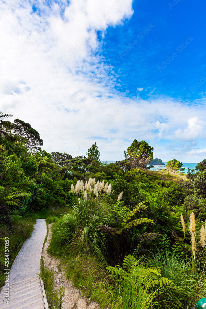 The road to Cathedral Cove