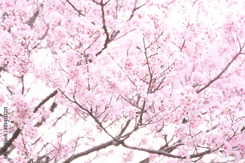 桜