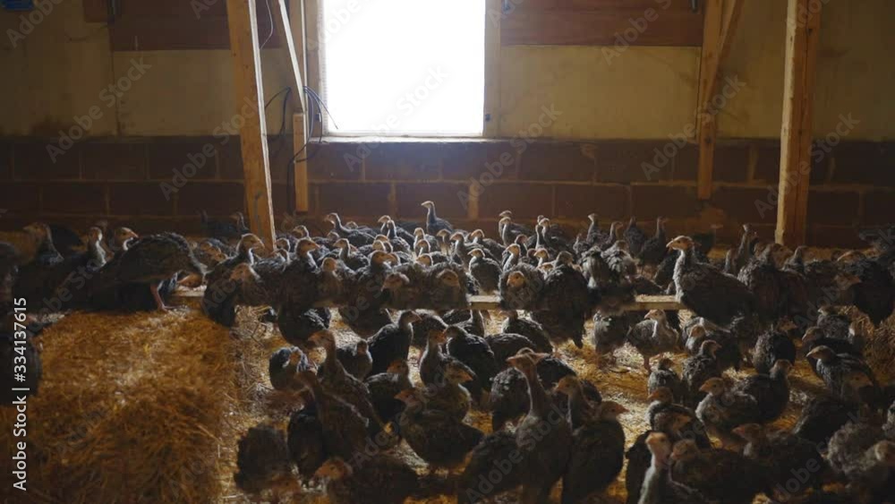 Tilt up showing perch with young turkeys on. Inside barn on indoor ...