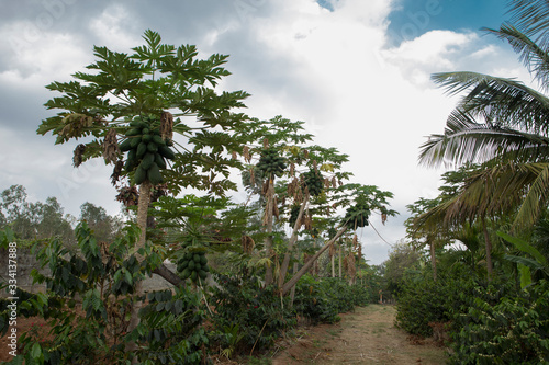 palm trees on the beach