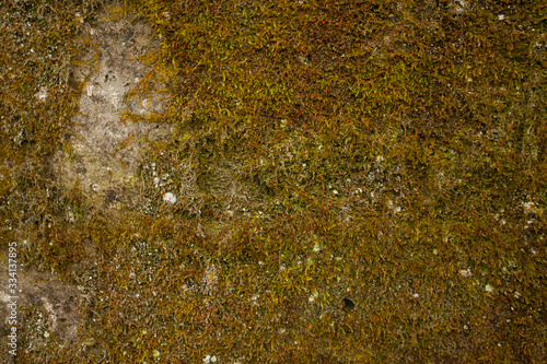 Beautiful background image with brick wall and moss