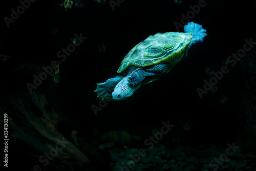 diamondback terrapin turtle swimming in the aquarium with black background photo